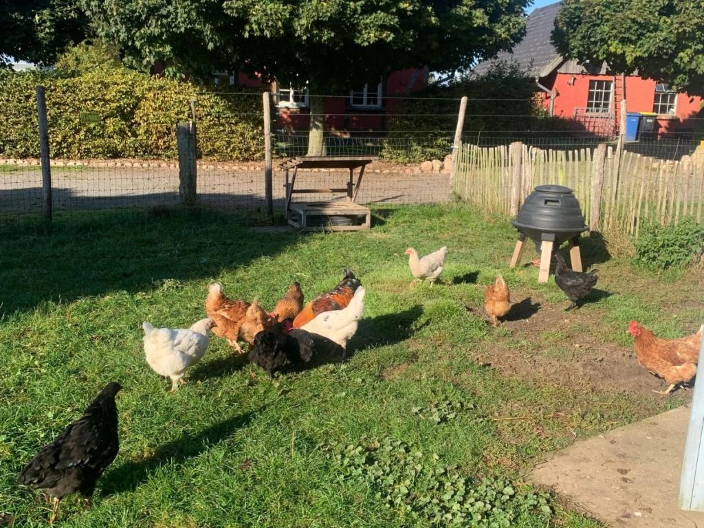 Hühner in Freilandhaltung